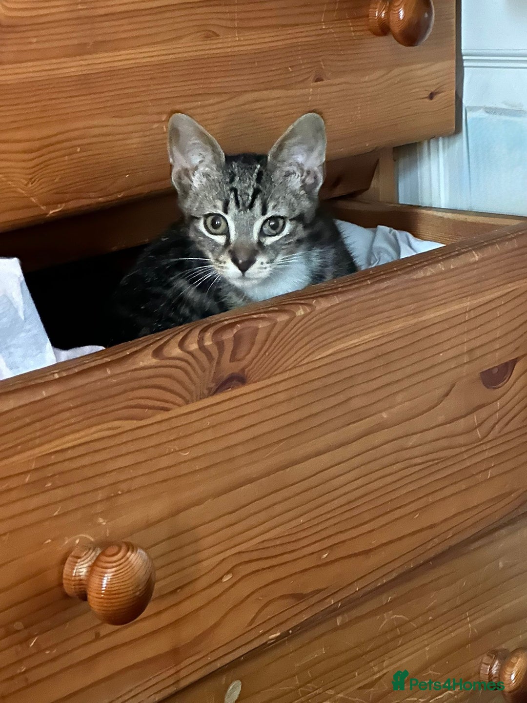 Mixed Breed cats for sale: 5 baby’s ready for there forever homes  - Image 2