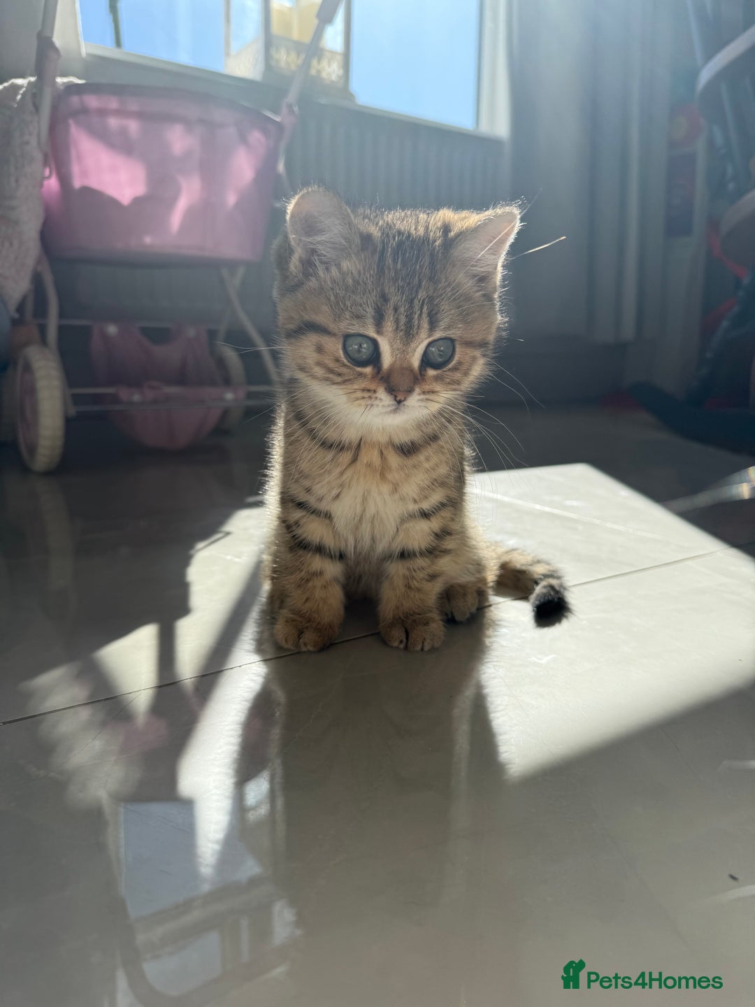 British Shorthair cats for sale: SOLD Sired by Champion FIFE dad -  Golden BSH - Image 29