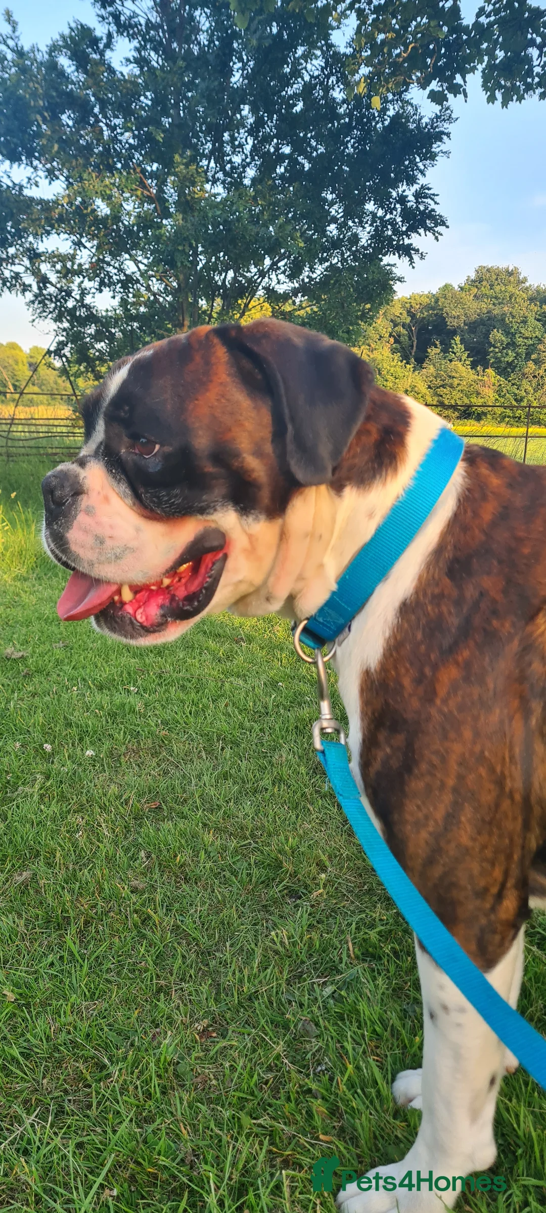 Boxer dogs for stud: New UK. Boxer Champion Bloodlines   - Advert 4