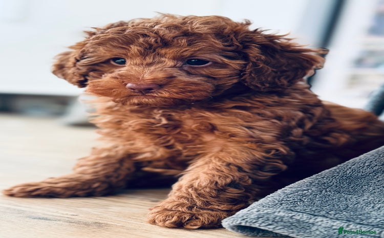 Toy Poodle dogs Beautiful KC Toy poodle boy  - Advert 10