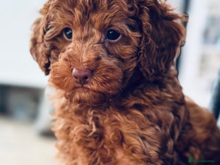 Toy Poodle dogs Beautiful KC Toy poodle boy - Advert 8