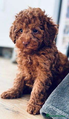 Toy Poodle dogs Beautiful KC Toy poodle boy - Advert 10