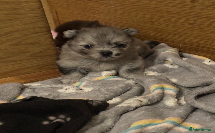 Pomeranian dogs - Advert 5