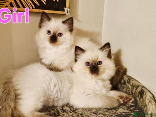 Ragdoll cats 🐾Last girl. Ready 22nd December 🐾 - Advert 8