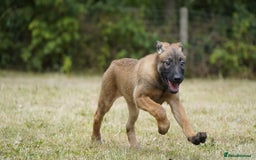 Belgian Shepherd Dog dogs for sale: KC registered Belgian Malinois – Stable,Balanced🐾 - Image 21