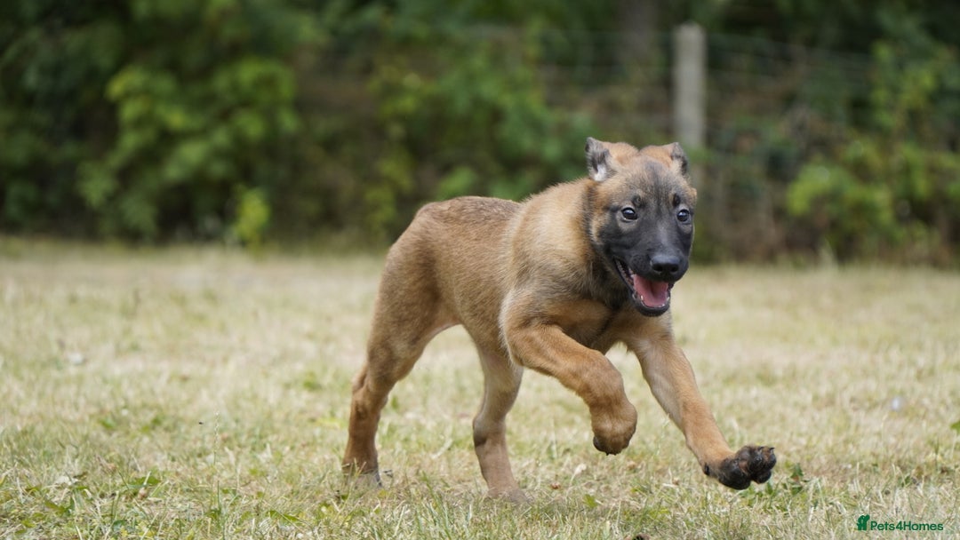 Belgian Shepherd Dog dogs for sale: KC registered Belgian Malinois – Stable,Balanced🐾 - Image 21