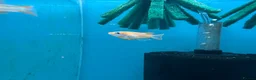 Ricefish fish for sale: Orange Medaka Japanese Ricefish (Oryzias latipes) in Malvern - Advert 6