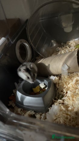 Hamster rodents - Advert 4