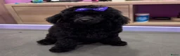 Toy Poodle dogs for sale: Gorgeous Girl Kc Toy Poodle Puppy for Sale!  - Advert 2