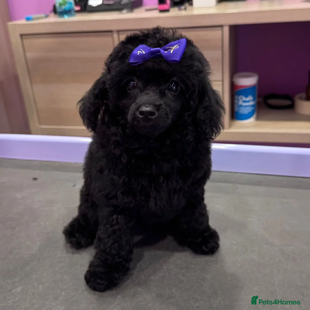 Toy Poodle dogs for sale: Gorgeous Girl Kc Toy Poodle Puppy for Sale!  - Advert 2