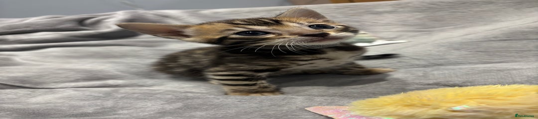 Bengal Kitten 1