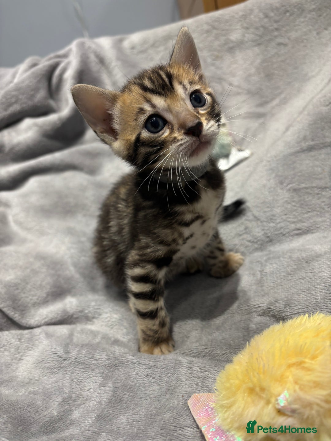 Bengal cats for sale: Amazing brown rosetted Bengal girl kittens - Image 2