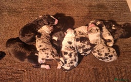 Border Collie dogs for sale: Beautiful Collie Puppies  - Image 2