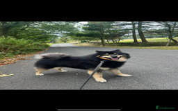 Pomsky dogs for stud: Stunning Black and Tan pomsky for stud  - Image 2