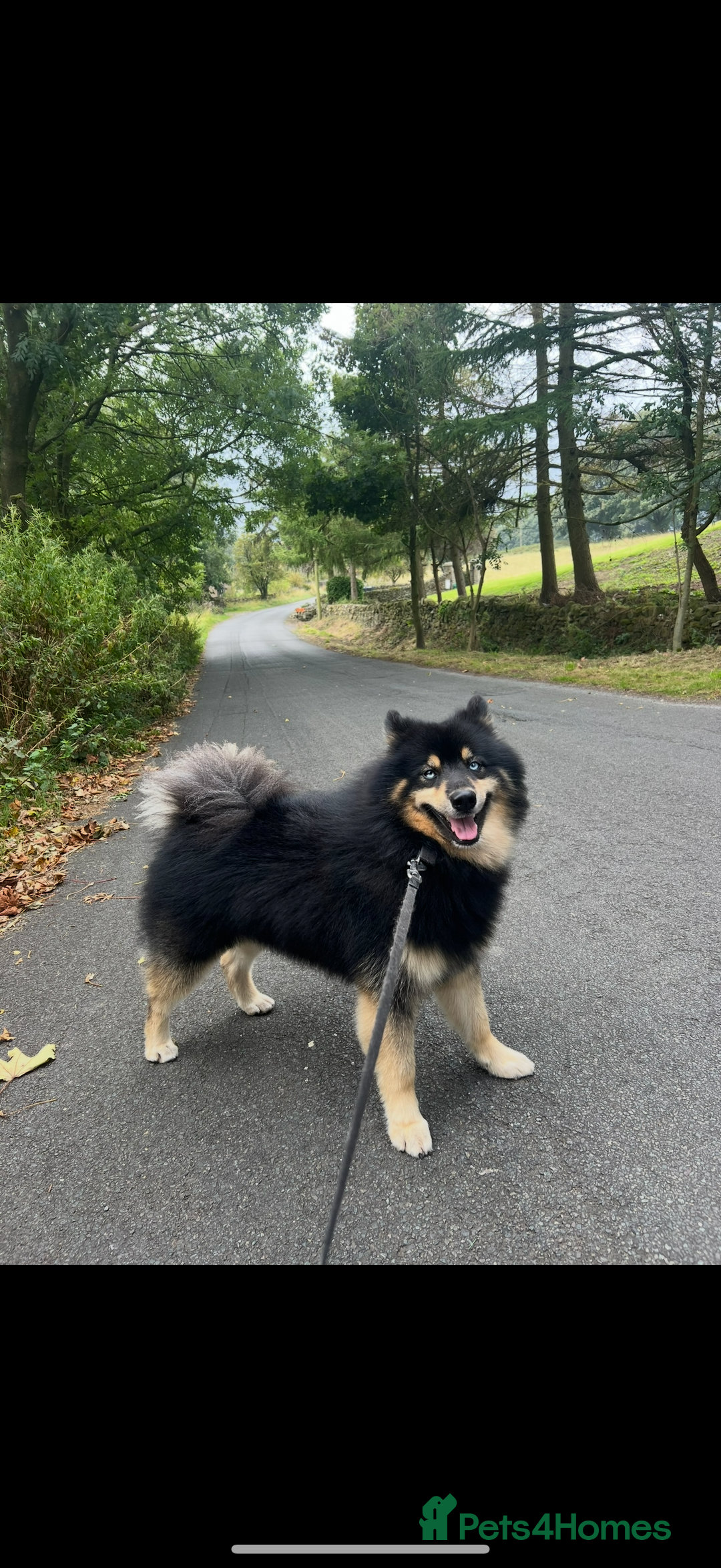 Pomsky dogs for stud: Stunning Black and Tan pomsky for stud  - Image 2