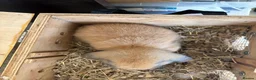 Mini Lop rabbits for sale: 1 perfect pure bred baby mini lop male rabbit - Advert 4