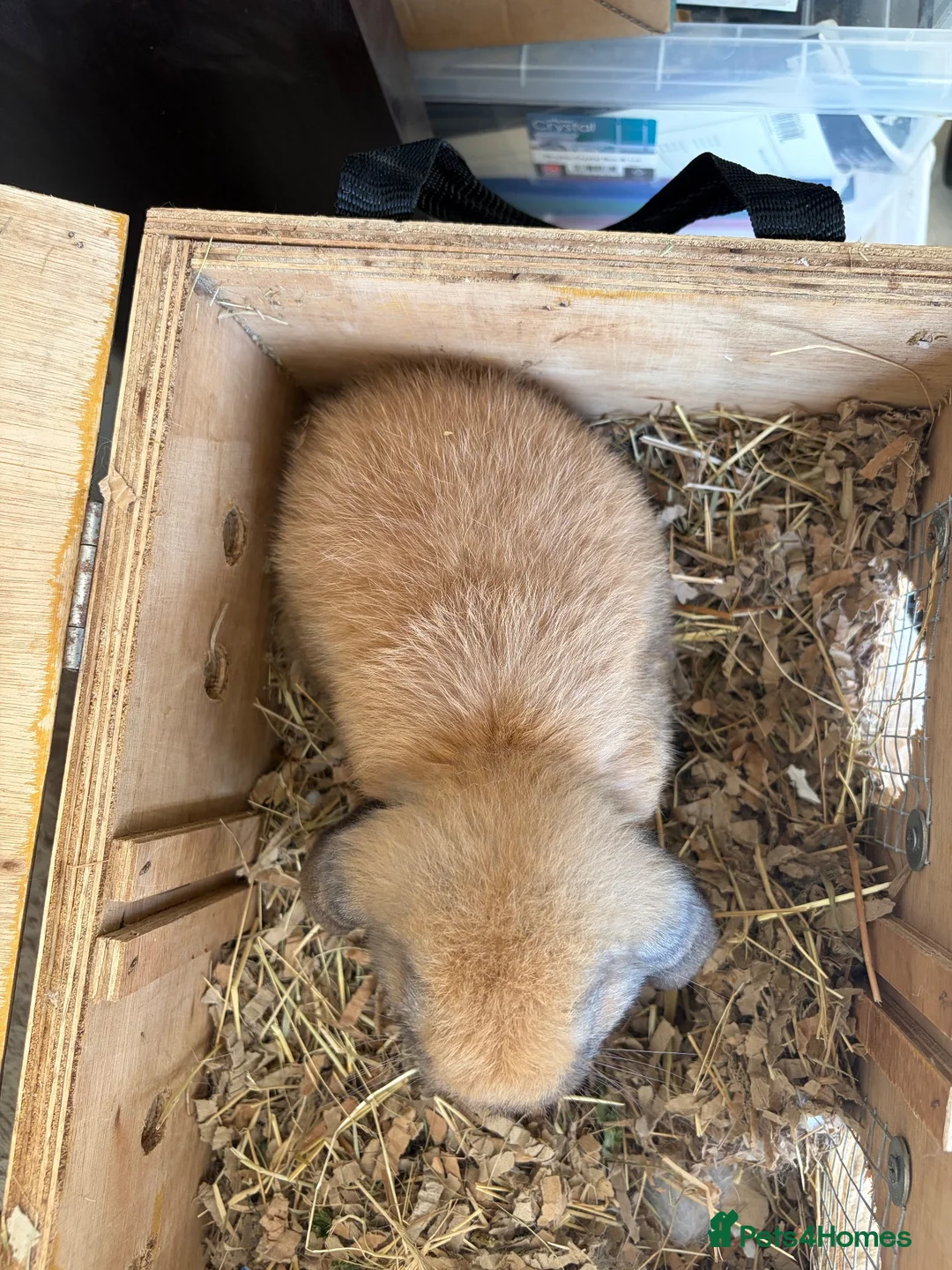 Mini Lop rabbits for sale: 1 perfect pure bred baby mini lop male rabbit - Advert 4