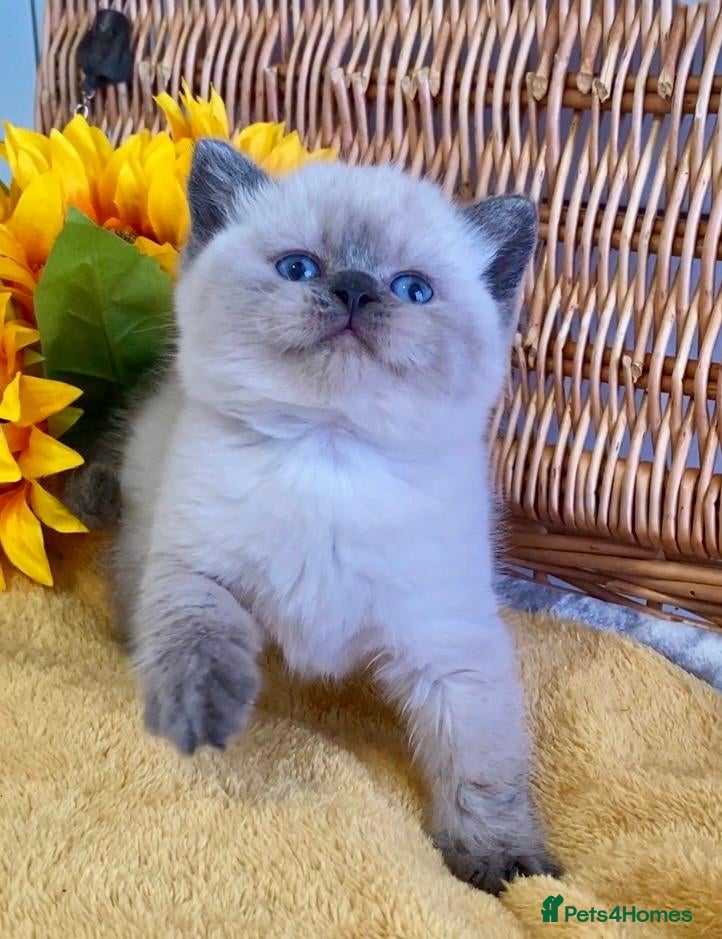 British Shorthair cats RARE SEAL LYNX PURE BRED BSH TEDDY BEARS - Advert 15