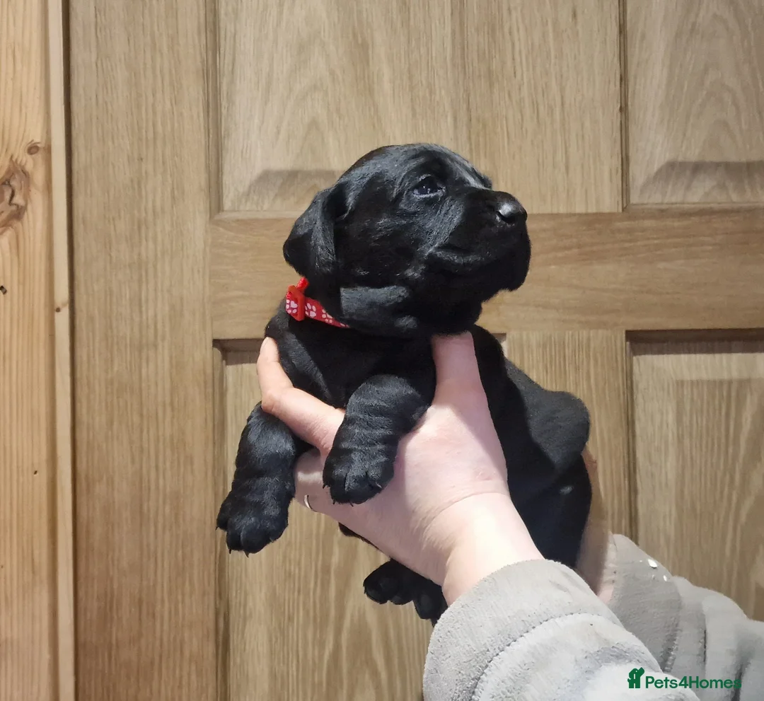 Labrador Retriever dogs for sale: Stunning KC Labrador Pups, Health tested parents  - Advert 10