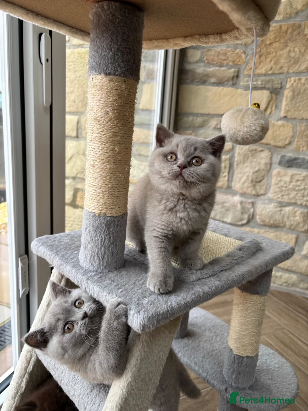British Shorthair cats for sale: Beautiful lilac British shorthair sisters - Advert 1