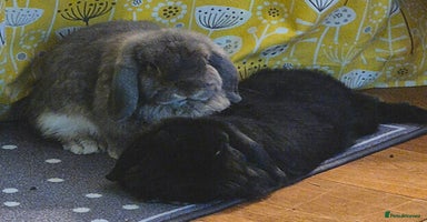 Mixed Breed rabbits - Advert 5