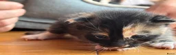 American Shorthair cats for sale: 5 beautiful kittens available  - Advert 7