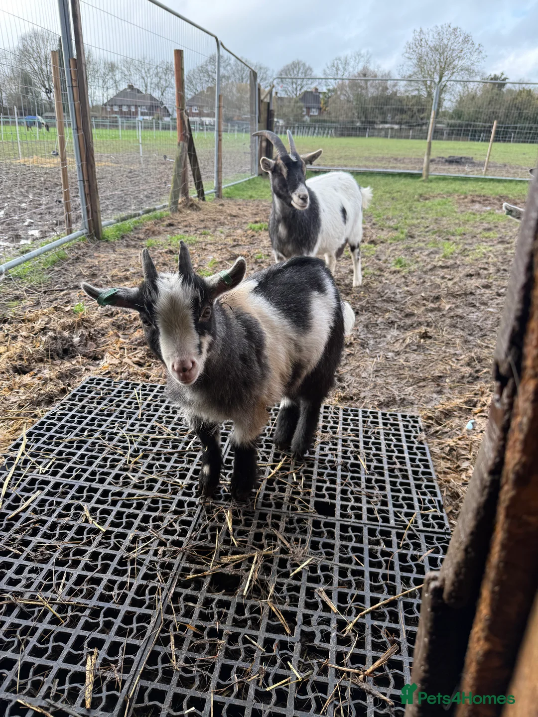 Goats livestock for sale: Pygmy  - Advert 4