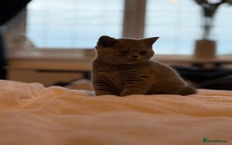 British Shorthair cats for sale: READY COLLECTION THIS WEEKEND! Bsh babies  - Image 9