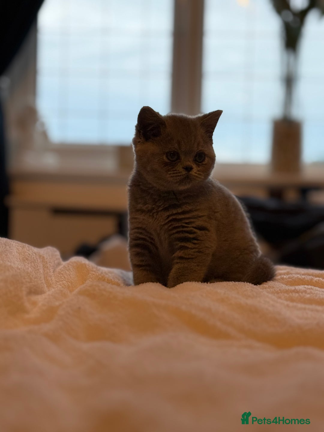 British Shorthair cats for sale: READY COLLECTION THIS WEEKEND! Bsh babies  - Image 9