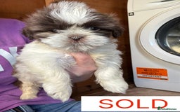 Shih Tzu dogs for sale: Four shih tzu boy puppy’s for sale. - Image 30