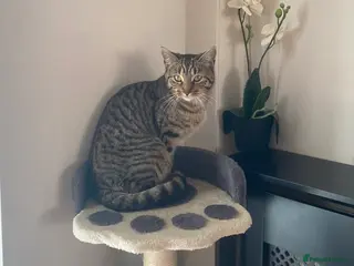 British Shorthair cats Tabby female kitten - Advert 8