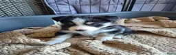 Mixed Breed dogs for sale: Beardie border x blue merle and tri coloured - Advert 20