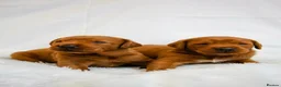 Labrador Retriever dogs for sale: Outstanding fully health tested fox reds  - Advert 9