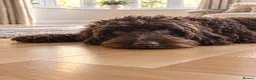 Cavapoo dogs for sale:  Exceptional F1b Cavapoo Puppies  - Advert 21
