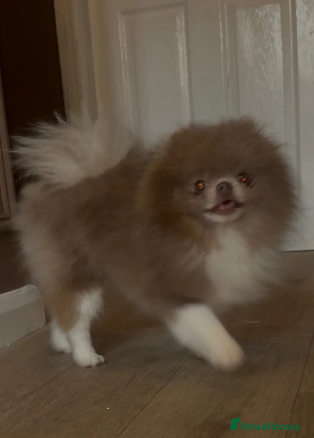 Pomeranian dogs for stud: 1.2kg lilac parti Pomeranian stud  in Sunderland - Advert 2