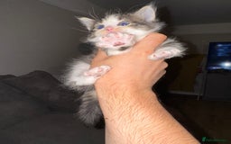 British Shorthair cats for sale: 3 x adorable kittens  - Image 9