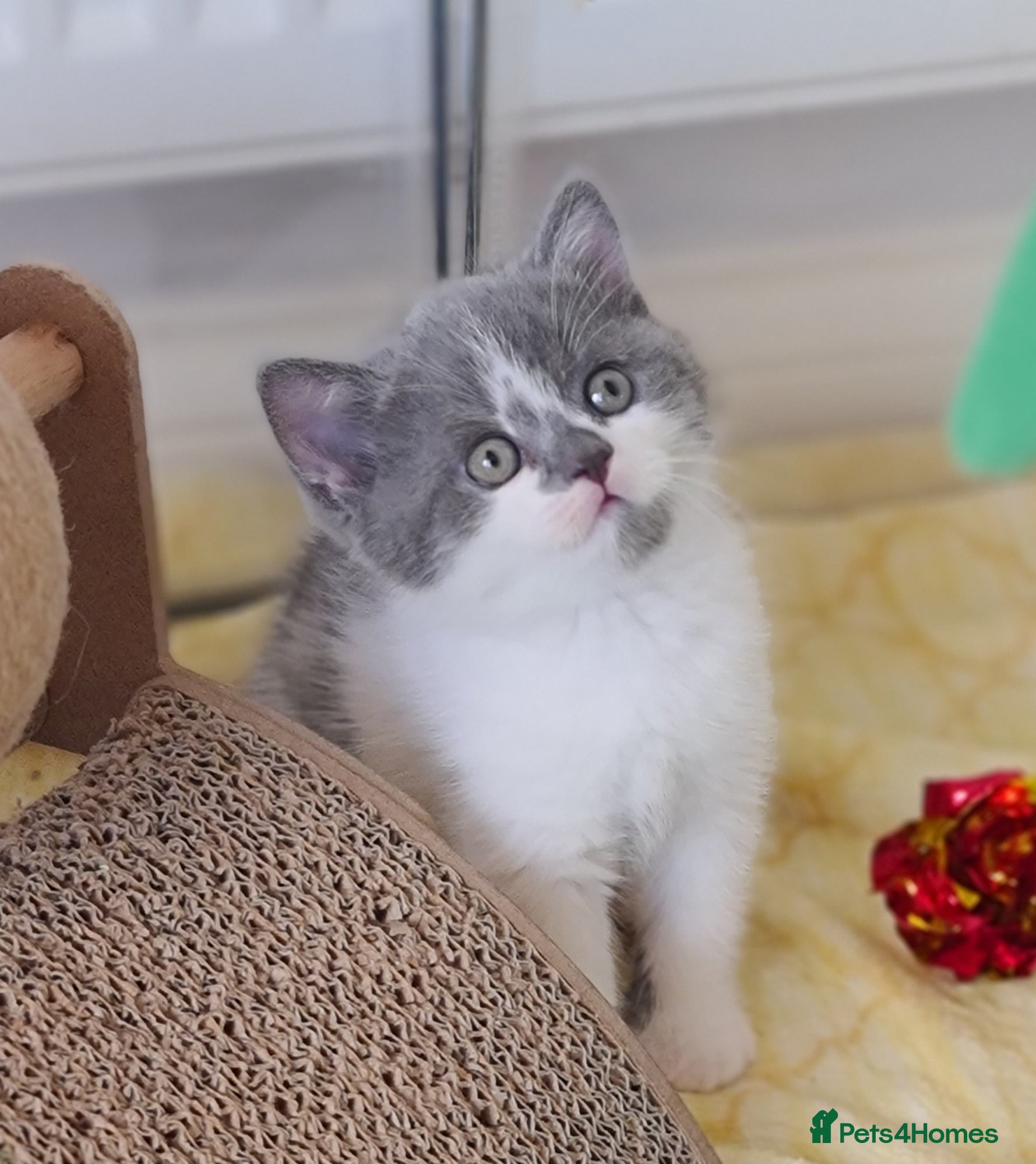 British Shorthair cats British ShortHair kittens GCCF  - Advert 11