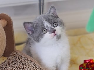 British Shorthair cats British ShortHair kittens GCCF - Advert 7