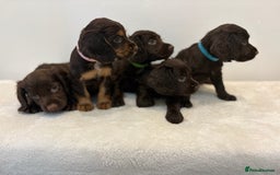 Cocker Spaniel dogs for sale: Gorgeous Full Cocker Spaniel Pups  - Image 3