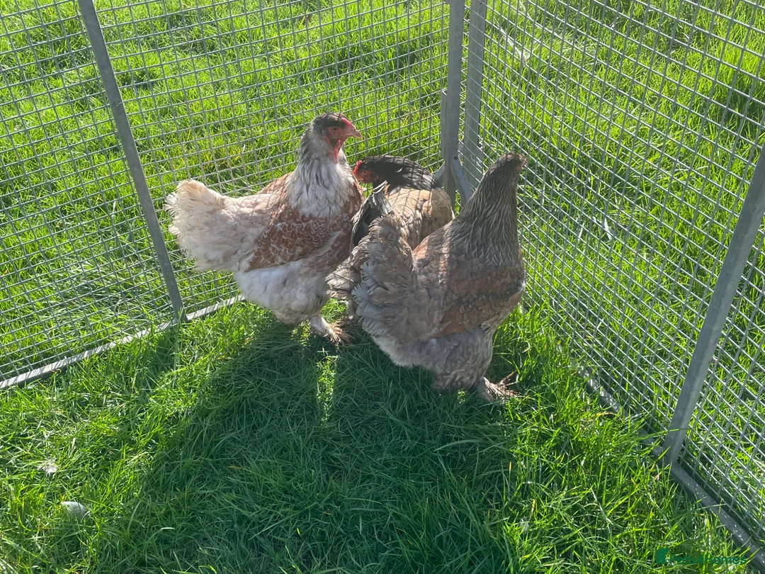 Chickens poultry for sale: Brahma - Advert 18