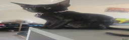 Mixed Breed cats for sale: Lydia 🩷 - Advert 5