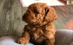 Cockapoo dogs for sale: Stunning cockapoo boys for sale  - Image 1