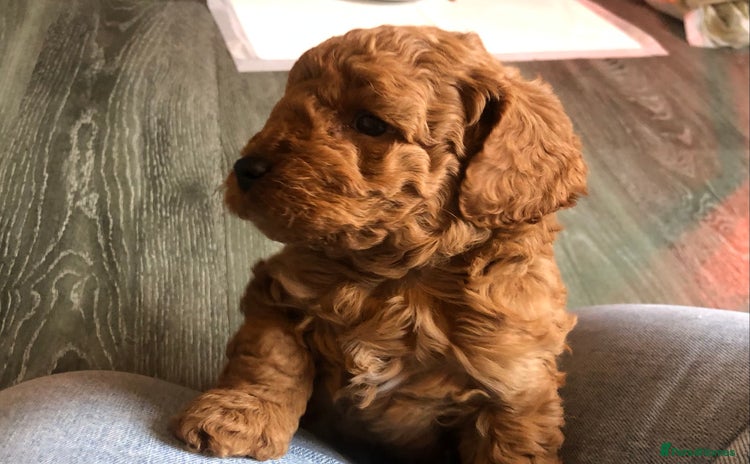 Cockapoo dogs - Advert 1
