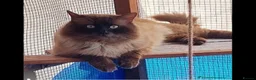 Ragdoll cats for sale: 1 female Ragdoll x Russian blue kitten - Advert 2