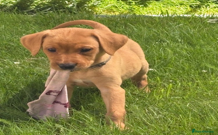 Labrador Retriever dogs in South Molton - Advert 5