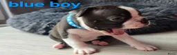 Boston Terrier dogs for sale: ⭐️KC registered beautiful Boston terrier puppies - Advert 13