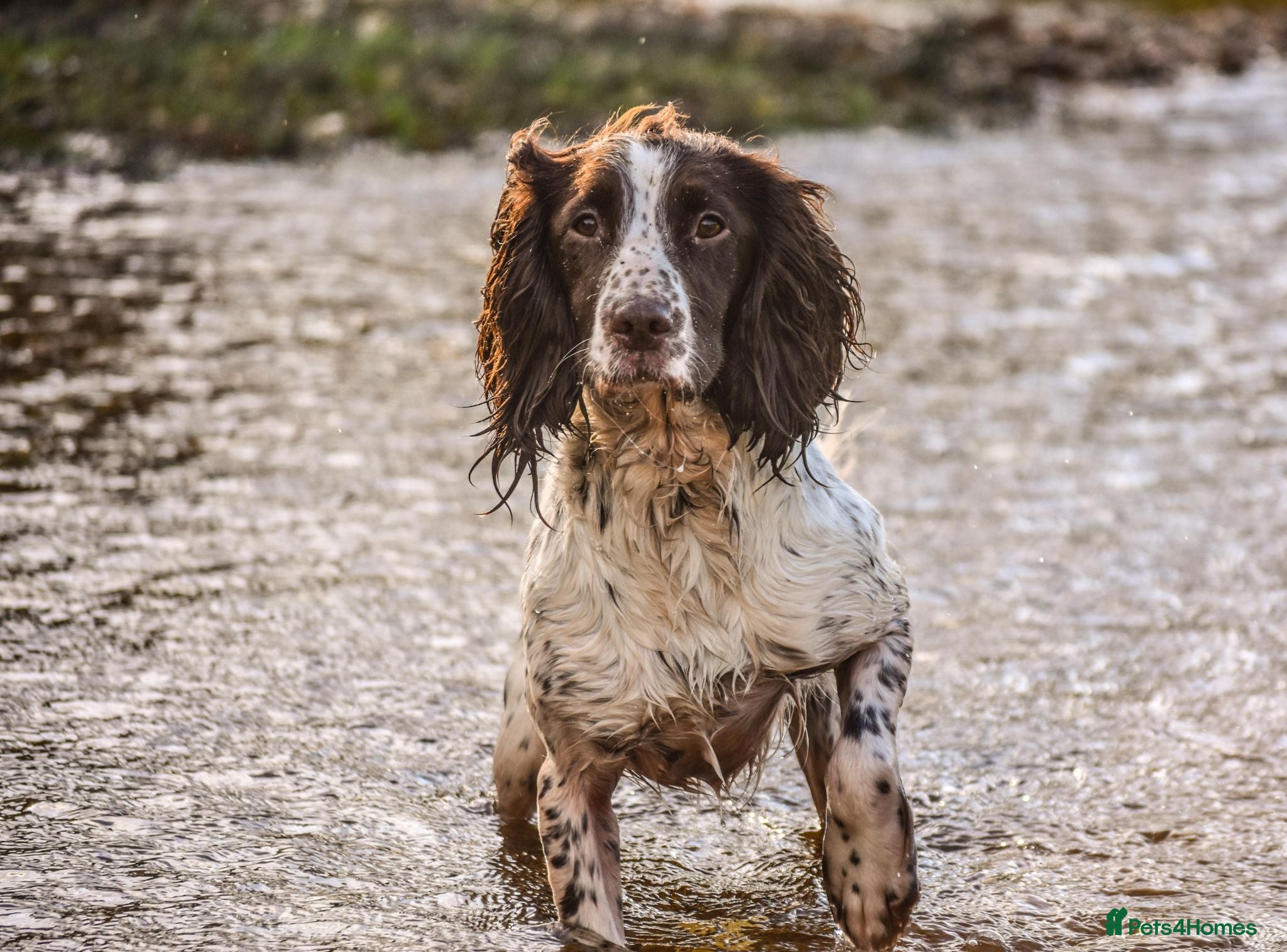 English Springer Spaniel dogs Springer pups for sale  - Advert 1