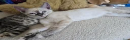 Bengal cats for sale: Bengal cross kittens - Advert 13