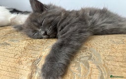 Mixed Breed cats for sale: Fluffy Turkish Angora mixed breed kittens  - Image 20