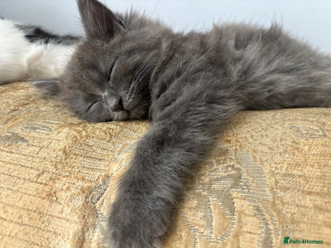 Mixed Breed cats for sale: Fluffy Turkish Angora mixed breed kittens  - Image 20
